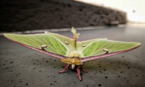 Read more about the article Fascinante Luna Polilla – Datos Divertidos Sobre Ellos
