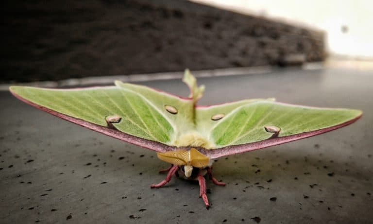 Read more about the article Fascinante Luna Polilla – Datos Divertidos Sobre Ellos