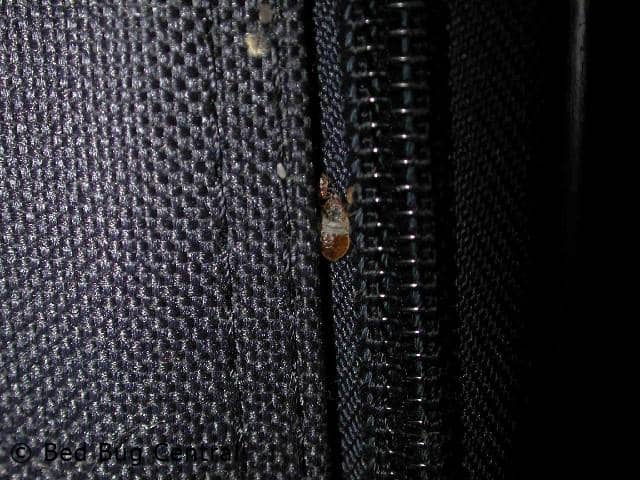 Un insecto en la cama escondido en su maleta