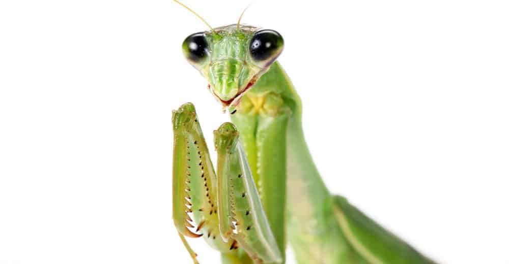 Read more about the article Oración Mantis Mordedura: Mordeduras en Humanos y Perros y los Mantis de Oración Masculinos
