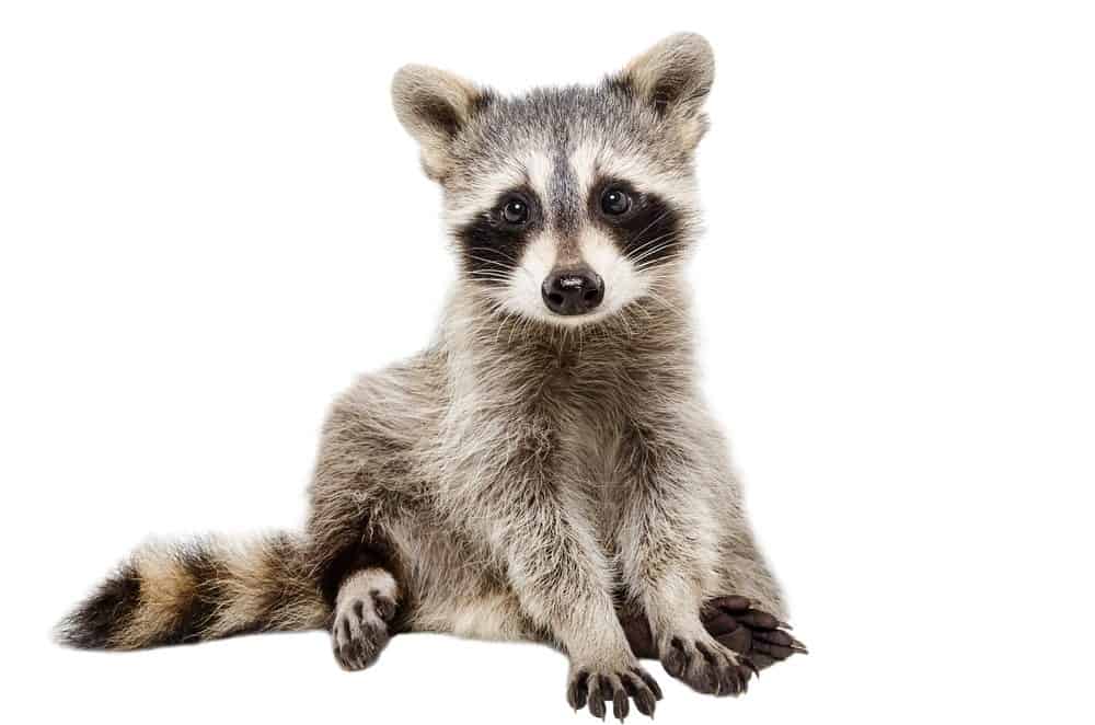 Read more about the article 18 Datos Interesantes de los Mapaches – Lo Que Está Oculto en Estos Bandidos Enmascarados