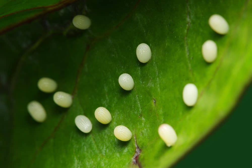 huevos de mariposa en la naturaleza