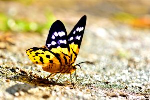 Read more about the article Diferencias Entre el Capullo y el Crisálido y Cómo Ambos son útiles para Nuestro Medio Ambiente