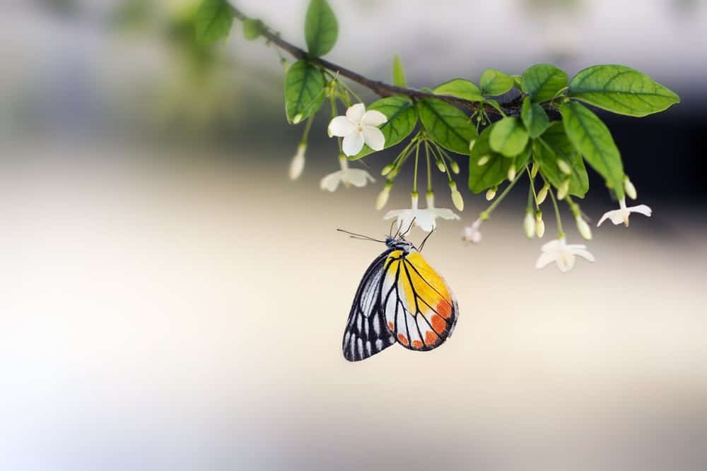 Read more about the article 10 Datos Interesantes Sobre las Mariposas y Su Ciclo de Vida en Detalle