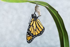 Read more about the article ¿Cómo se Convierte una Oruga en una Mariposa? (2018)