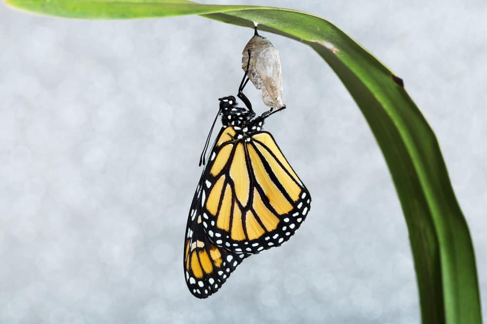 Read more about the article ¿Cómo se Convierte una Oruga en una Mariposa? (2018)