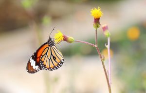 Read more about the article Las Mariposas Frente a la Polilla: una Explicación Detallada Sobre Su Ciclo de Vida y Su Vida útil