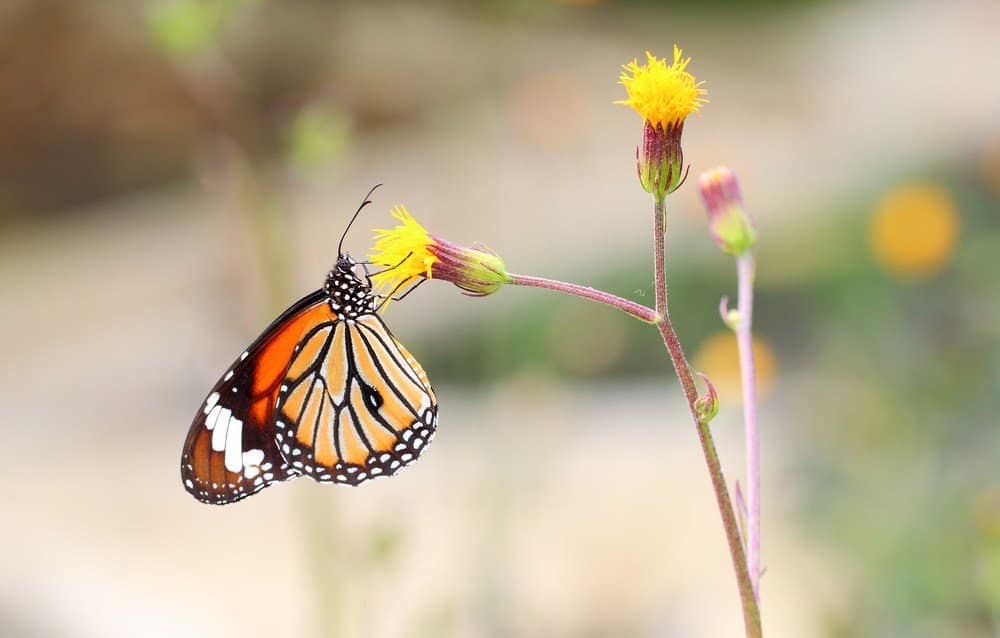 Read more about the article Las Mariposas Frente a la Polilla: una Explicación Detallada Sobre Su Ciclo de Vida y Su Vida útil
