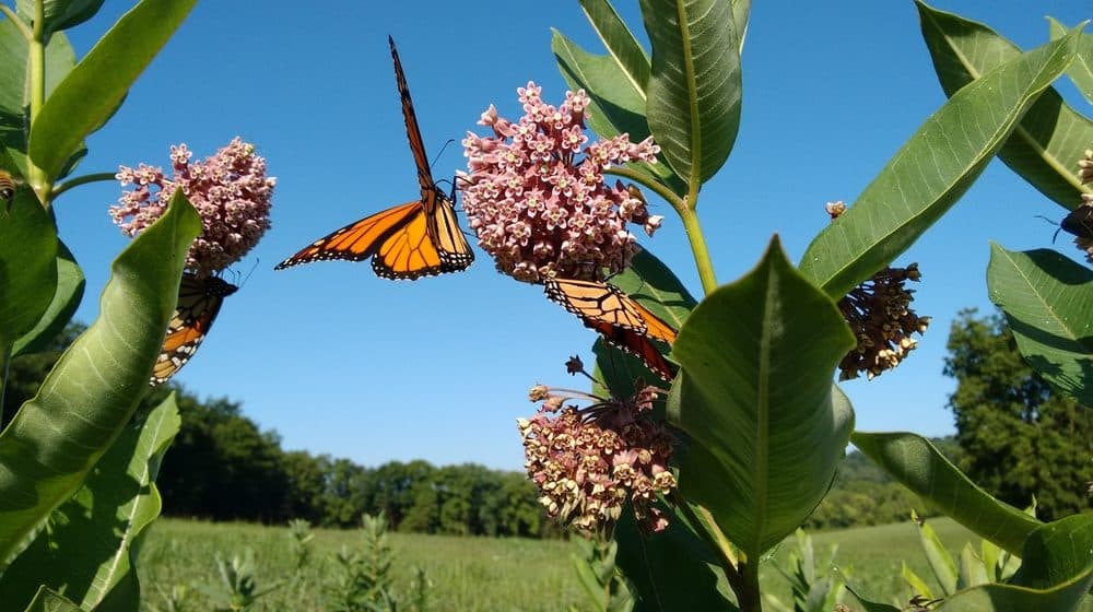 mariposa en la naturaleza