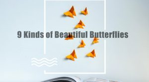 Read more about the article 9 Tipos de Hermosas Mariposas en el Mundo 2018