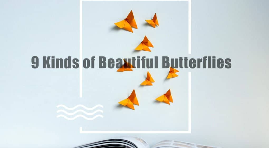 Read more about the article 9 Tipos de Hermosas Mariposas en el Mundo 2018