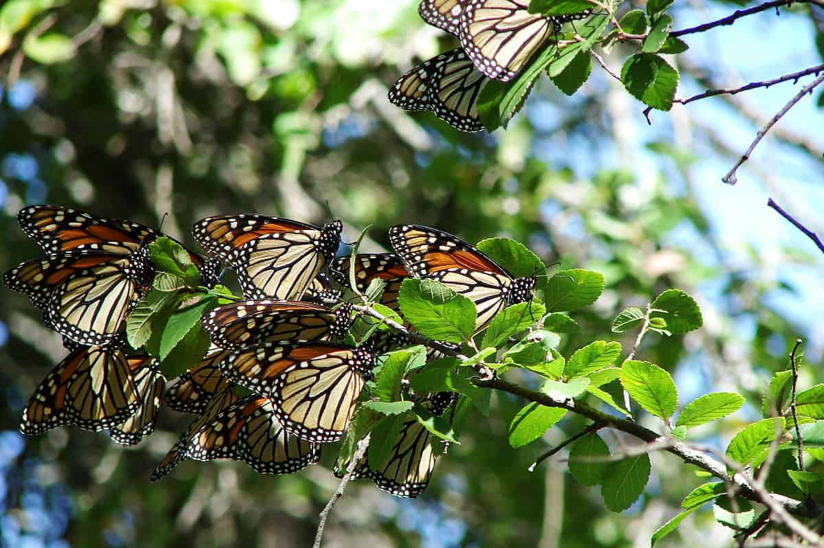 Read more about the article Datos y Diferencias Interesantes Entre Mariposas y Polillas