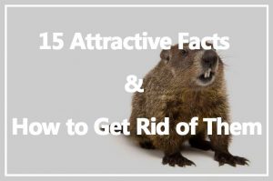 Read more about the article Marmota: 15 Datos Atractivos y Cómo Deshacerse de Ellos
