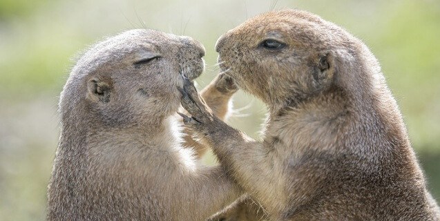 Read more about the article Datos Sobre la Marmota