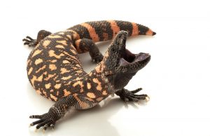 Read more about the article La Mayoría de las Lagartijas Peligrosas: Grandes 2 Especies, Mordeduras y Tratamiento, Prevención