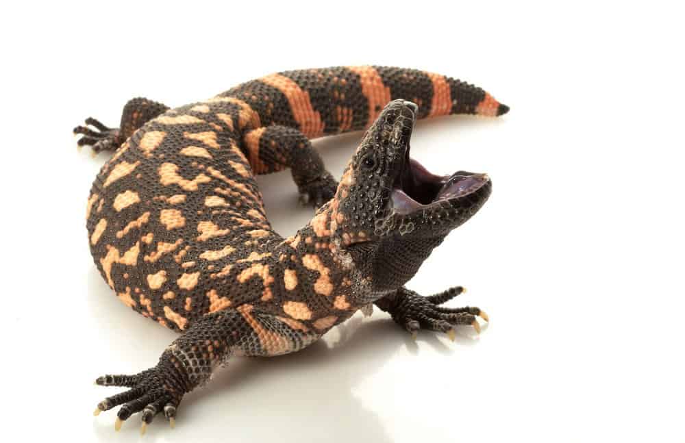 Read more about the article La Mayoría de las Lagartijas Peligrosas: Grandes 2 Especies, Mordeduras y Tratamiento, Prevención