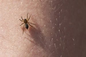 mordedura de araña