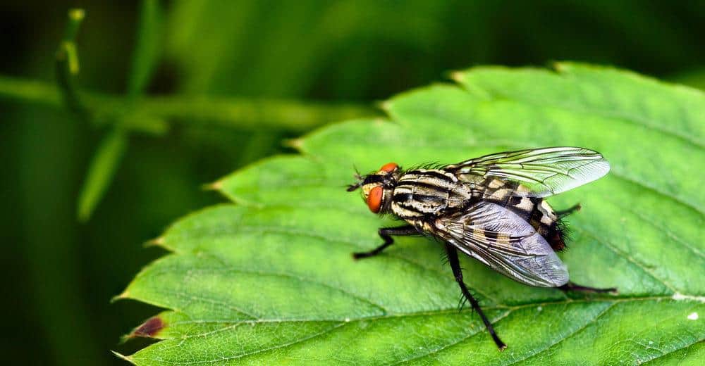 Read more about the article Identificación y Hechos de la Mosca de Carne, ¿Cómo Deshacerse de Ellos en Su Casa?