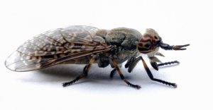 Read more about the article Cómo Prevenir y Tratar las Mordeduras Dolorosas de los Ciervos de la Mosca? (Cuatro Métodos de Control)