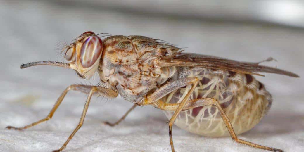 Read more about the article Cinco Hechos Asombrosos Sobre la Mosca Más Peligrosa del Mundo y Cómo Prevenir Sus Mordidas Mortales