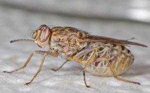 Fotografía de mosca tsetsé