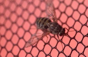Tsetse mosca en la red de hierro