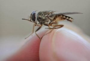 mosca tsetsé en el dedo