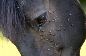Read more about the article 6 Consejos Fáciles para Conseguir el Fuga de Caballo Volar Eficientemente