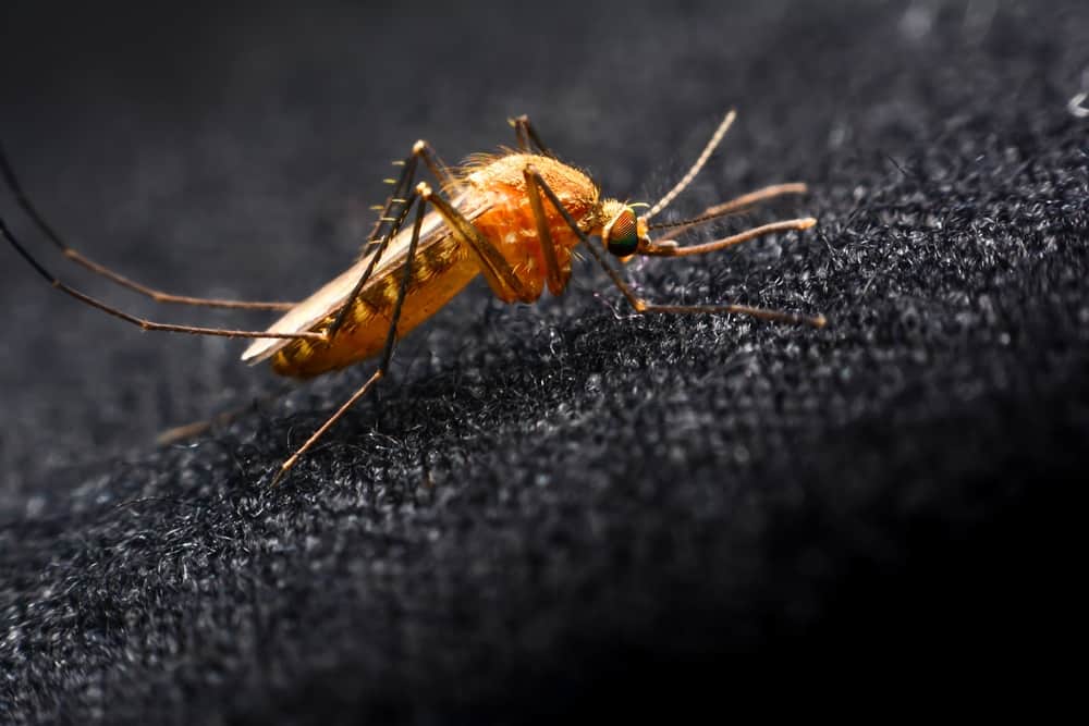 Read more about the article Reseñas de Ropa Repelente a Mosquitos: ¿Funciona Realmente?