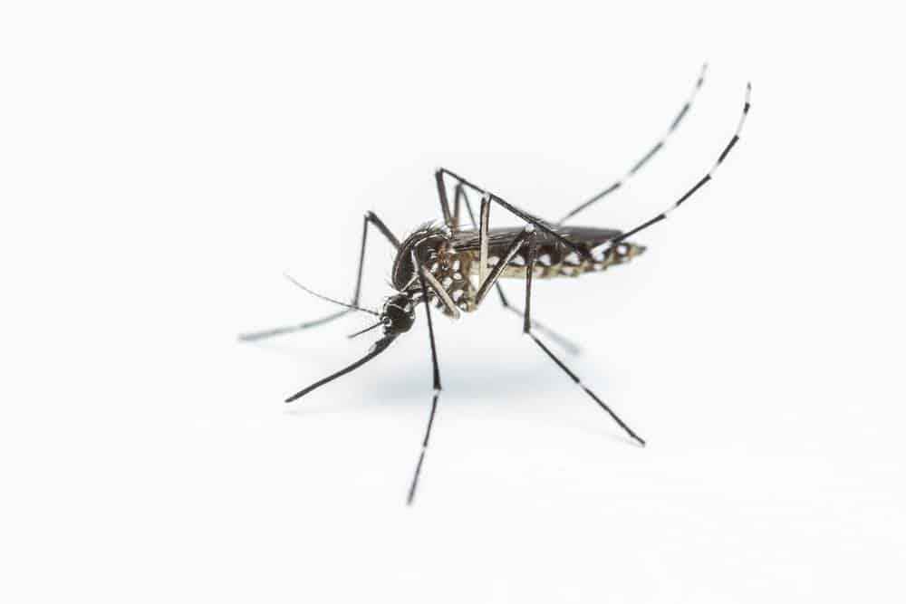 You are currently viewing 19 Datos Sobre Mosquitos Que te Volarán la Mente