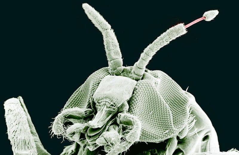 Read more about the article Mosquitos de Búfalo: Información General, Mordeduras de Humanos y Animales y Cómo Controlar