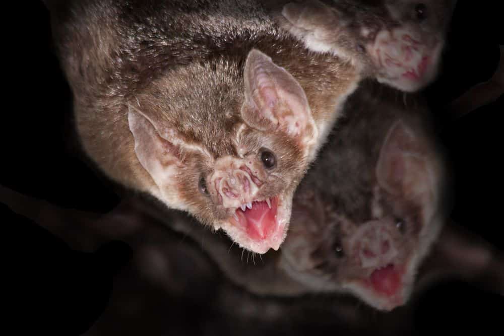 Read more about the article Murciélagos Vampiros (¡Sí, Es Real!) : 6 Datos Espeluznantes