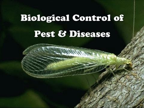 método biológico de control de plagas