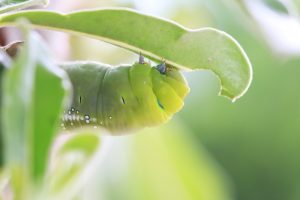 Read more about the article Oruga Luna de Polilla -Datos Divertidos Sobre Ellos