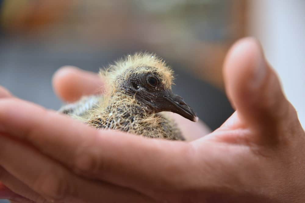 Read more about the article Lo que Necesitas Saber sobre la Paloma y más Específicamente sobre los Palomas de Bebé