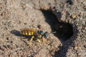 Pequeña avispa solitaria cerca de madrigueras en la arena