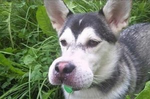 Read more about the article ¿Perro Picado por Abeja? 8 Maneras Comprobadas (Remedios) de Tratar las Pilas de Abeja de Perro