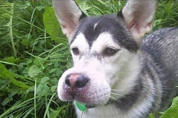 Read more about the article ¿Perro Picado por Abeja? 8 Maneras Comprobadas (Remedios) de Tratar las Pilas de Abeja de Perro