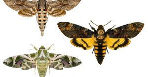 Read more about the article Polilla: Información Básica Más 10 Hechos Sorprendentes