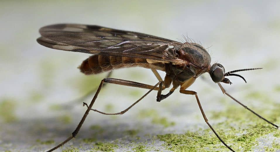 Read more about the article Mosquitos: 27 Hechos Rápidos, 5 Tipos Comunes y Problemas de el Mosquito