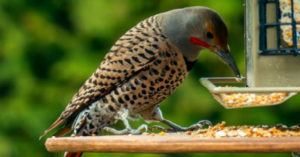 Un hambriento carpintero comiendo maíz fuera de la ventana