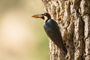 Un pájaro de bellota con nuez