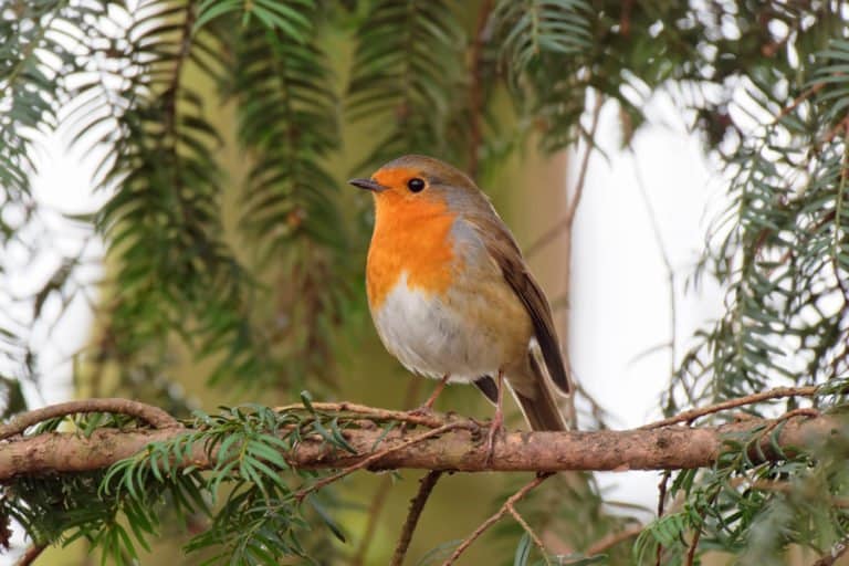 un lindo pájaro en la rama.