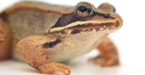 Read more about the article Rana de Madera: 10 Preguntas y Respuestas Te Ayudan a Aprender Sobre Toda la Vida de una Rana de Madera