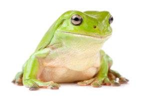 Blanco rana arbórea en el blanco.