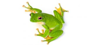 Read more about the article Rana de Árbol: 5 Preguntas Te Ayudan a Revelar el Misterio y 11 Hechos Coloridos