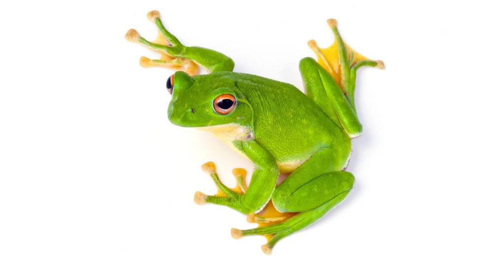 Read more about the article Rana de Árbol: 5 Preguntas Te Ayudan a Revelar el Misterio y 11 Hechos Coloridos