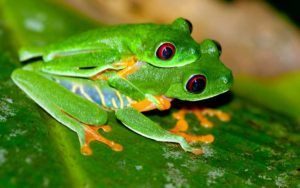 Dos ranas arbóreas de apareamiento en la hoja verde.