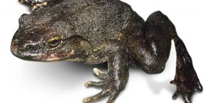 Read more about the article Rana Goliath: 6 Datos Interesantes de la Rana Más Grande del Mundo