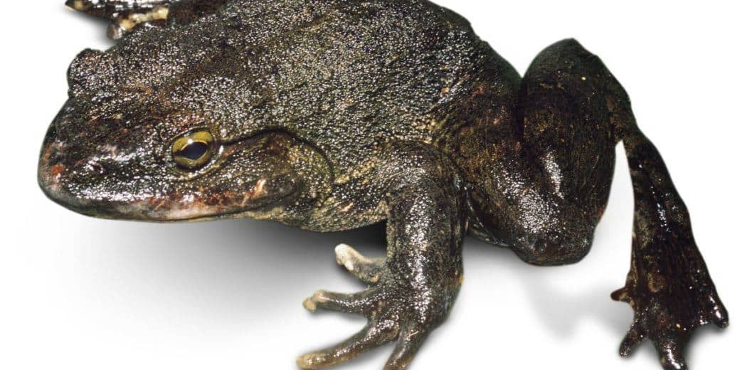 Read more about the article Rana Goliath: 6 Datos Interesantes de la Rana Más Grande del Mundo
